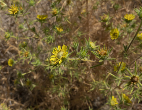 Hemizonia fitchii