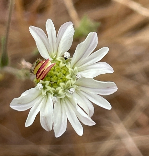 Hemizonia luzulifolia (Hayfield tarweed) — photo
