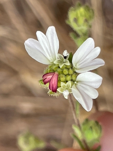 Hemizonia luzulifolia (Hayfield tarweed) — photo