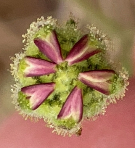 Hemizonia luzulifolia