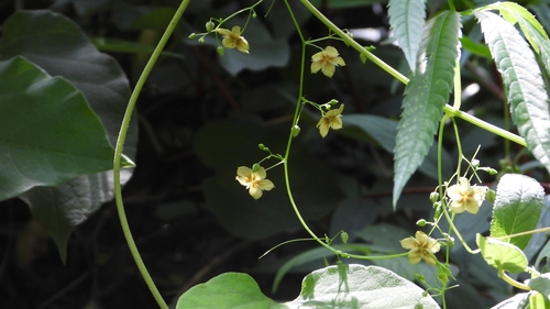 Hemsleya amabilis
