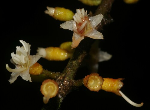Henriettea flavescens — photo
