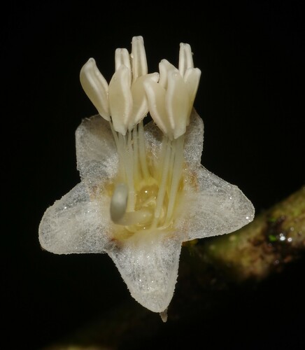 Henriettea flavescens — photo