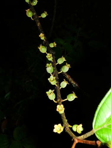 Henriettea stellaris (Stellate henriettea) — photo