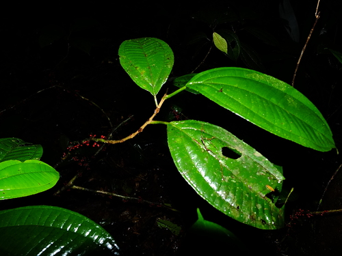 Henriettella caudata (Mispel) — photo
