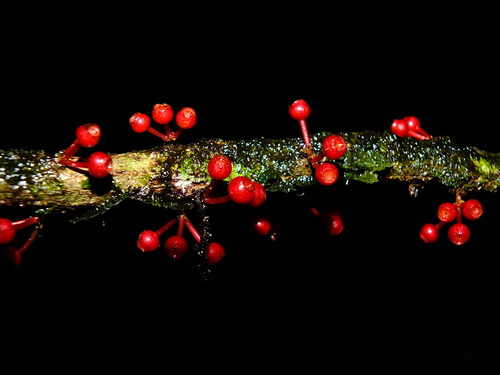 Henriettella caudata