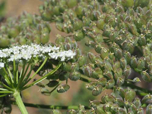 Heracleum antasiaticum — photo