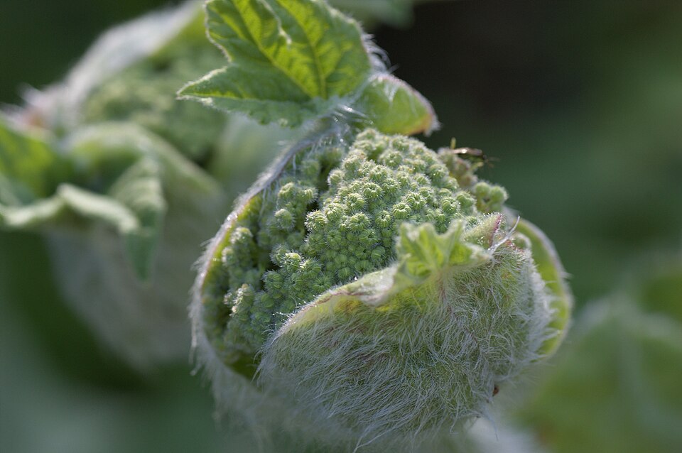 Heracleum antasiaticum — photo