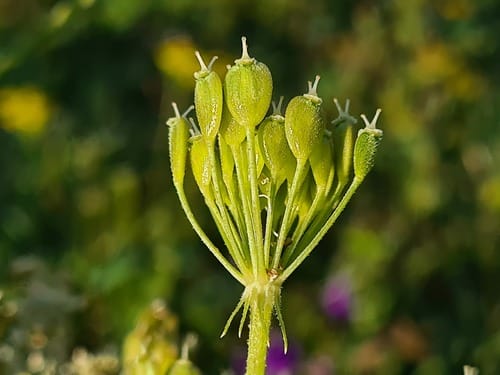 Heracleum asperum — photo