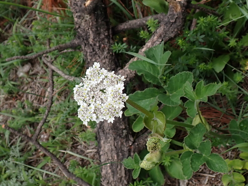 Heracleum candicans — photo