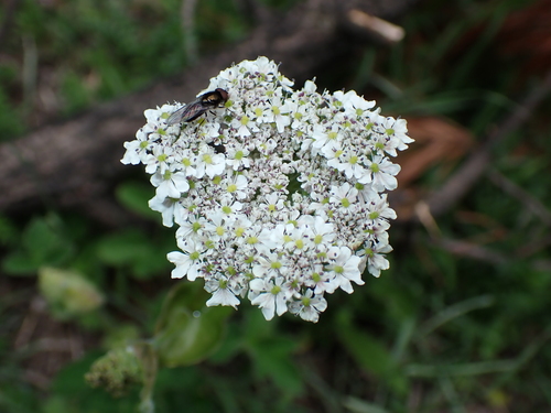 Heracleum candicans — photo