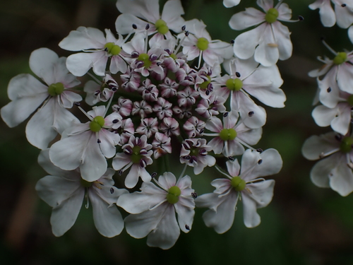 Heracleum candicans