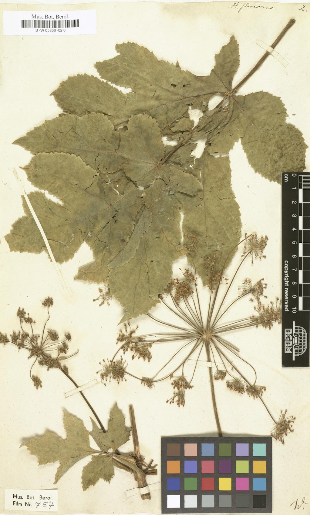Heracleum flavescens (Yellow cow parsnip) — photo
