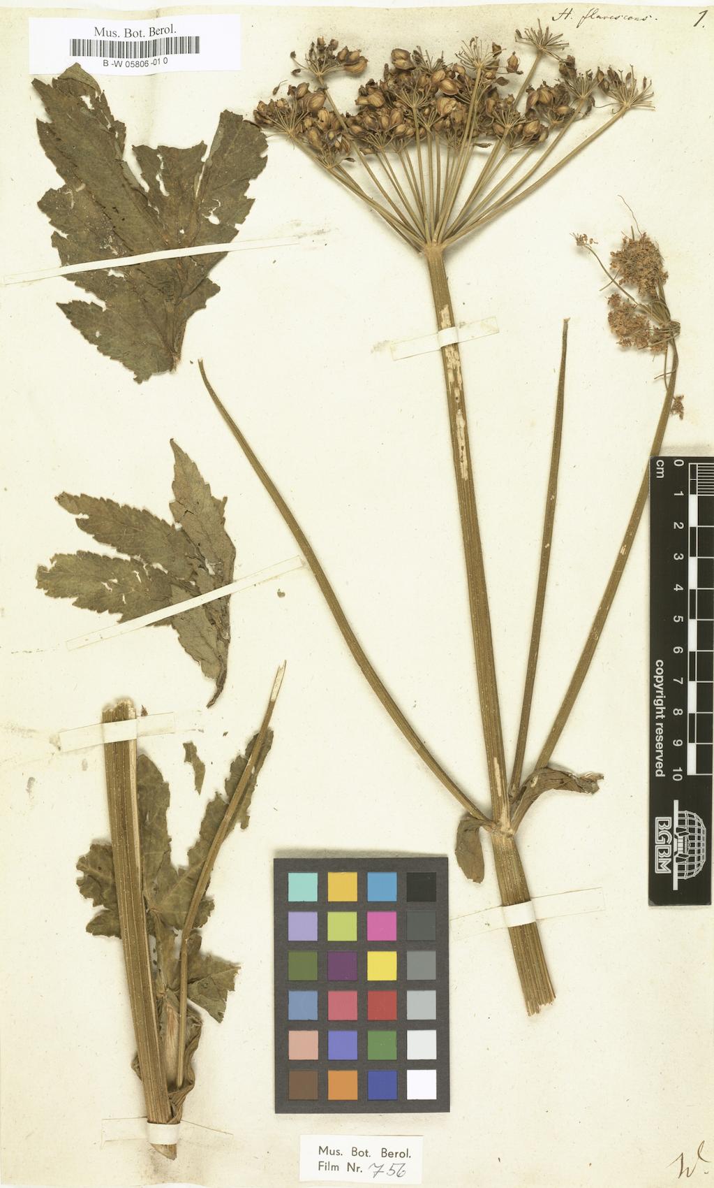 Heracleum flavescens