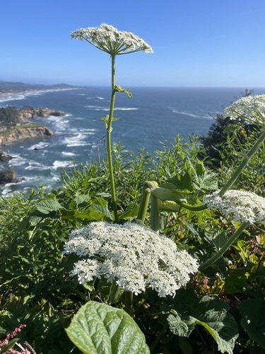 Heracleum lanatum