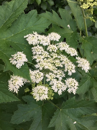 Heracleum lanatum (American cow parsnip) — photo