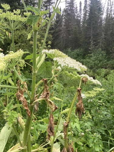 Heracleum lanatum (American cow parsnip) — photo