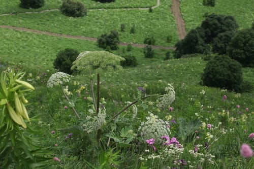 Heracleum leskovii — photo