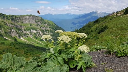 Heracleum leskovii — photo