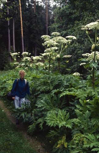 Heracleum mantegazzianum — photo