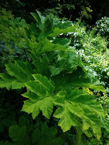 Heracleum mantegazzianum — photo