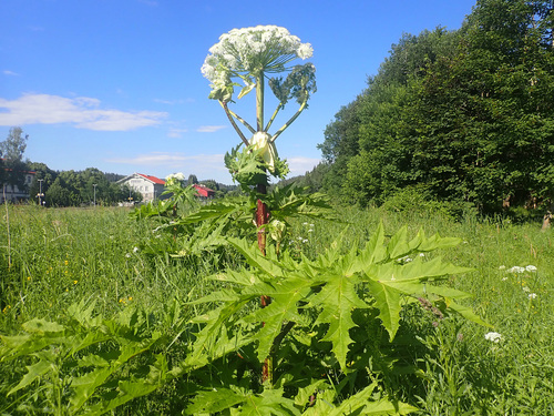 Heracleum mantegazzianum