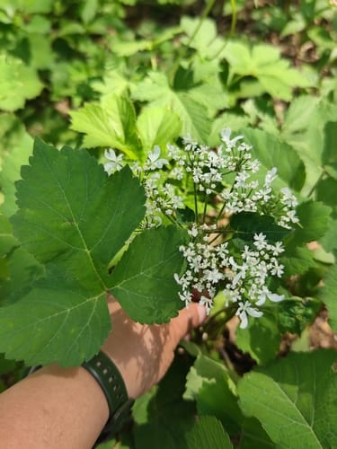 Heracleum moellendorffii (North eastern cow parsnip) — photo