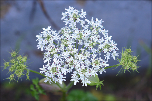 Heracleum moellendorffii