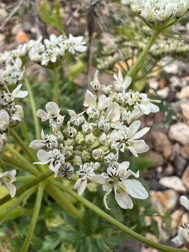 Heracleum pastinacifolium — photo