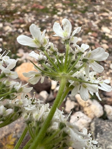 Heracleum pastinacifolium — photo