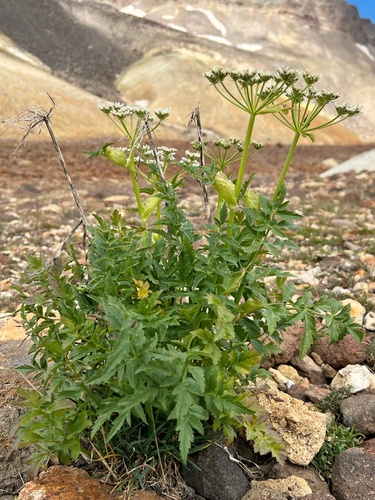 Heracleum pastinacifolium