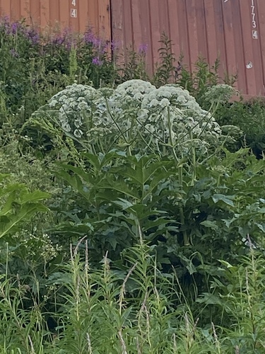 Heracleum persicum (Persian cow-parsley) — photo