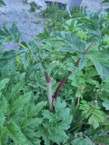 Heracleum persicum (Persian cow-parsley) — photo