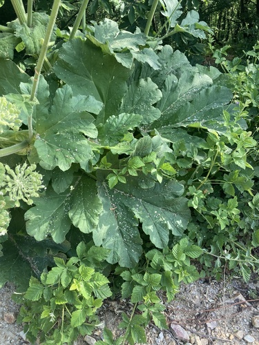 Heracleum platytaenium (Yavsan otu) — photo