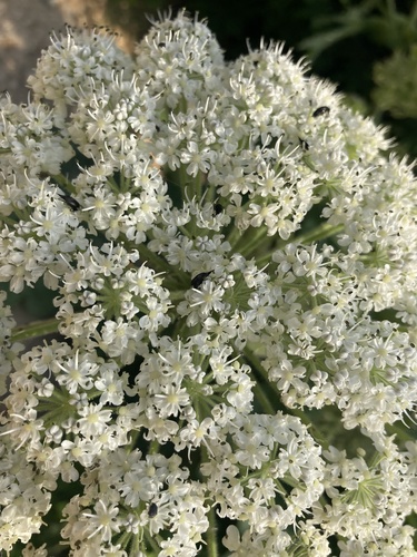 Heracleum platytaenium (Yavsan otu) — photo