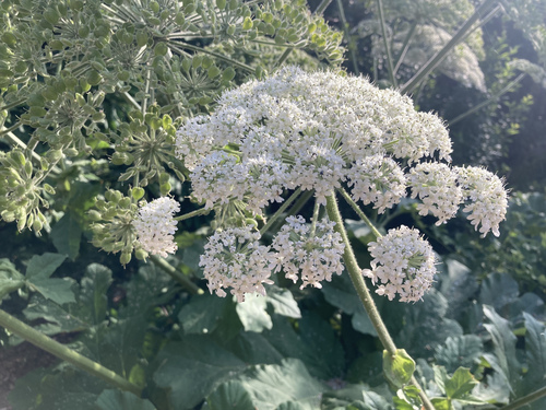 Heracleum platytaenium