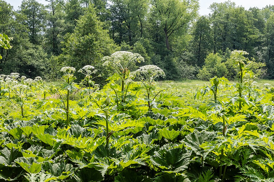 Heracleum pubescens (Downy cow-parsnip) — photo
