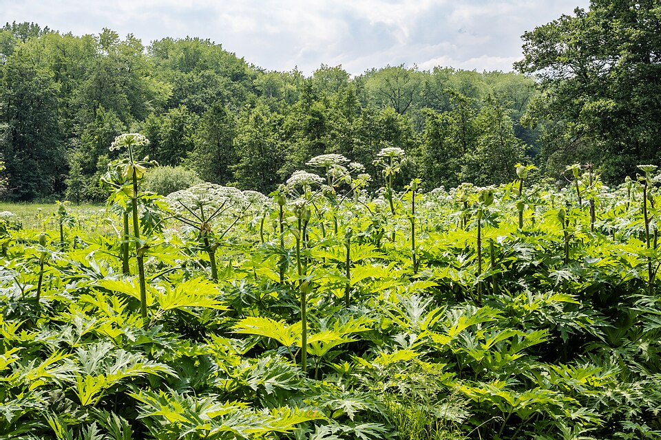Heracleum pubescens