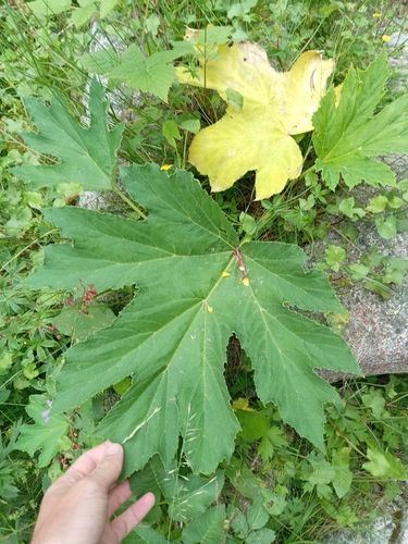 Heracleum pyrenaicum subsp. cordatum (Cow parsnip) — photo