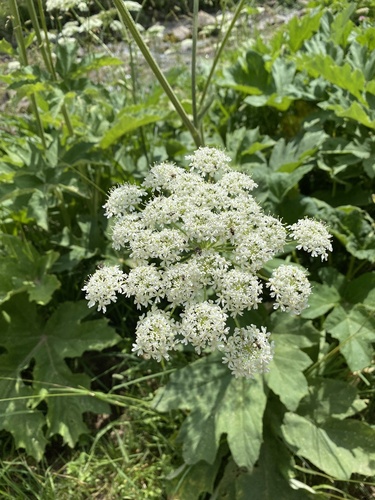 Heracleum pyrenaicum subsp. orsinii — photo