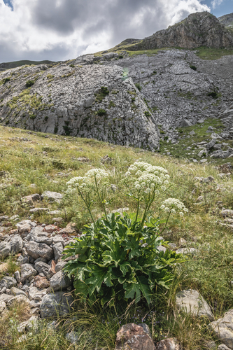Heracleum pyrenaicum subsp. orsinii