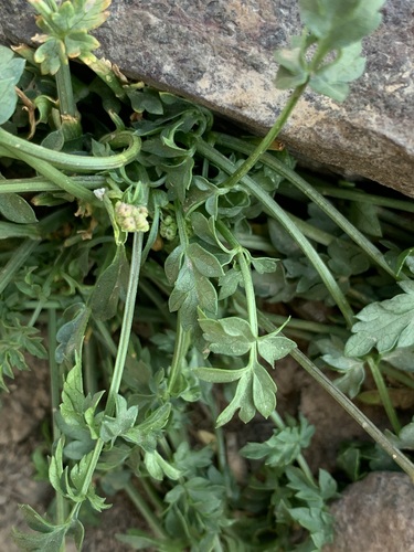 Heracleum rawianum — photo