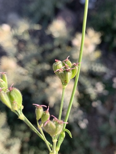 Heracleum rawianum — photo