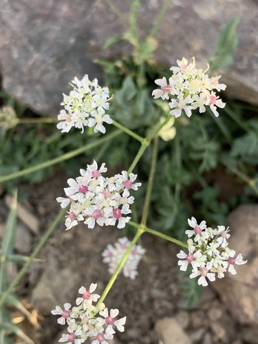 Heracleum rawianum