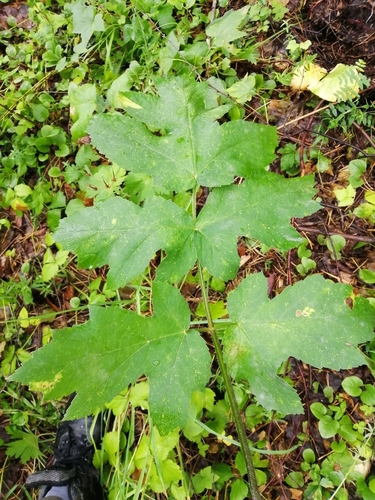 Heracleum sibiricum — photo