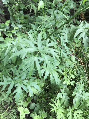 Heracleum sibiricum — photo