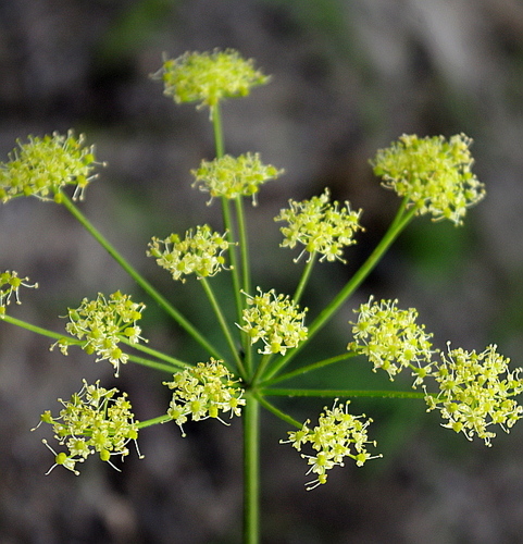 Heracleum sibiricum