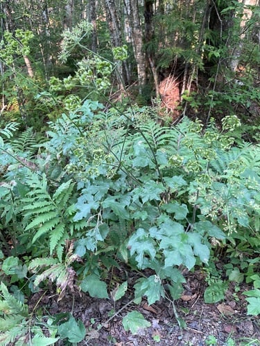 Heracleum sphondylium