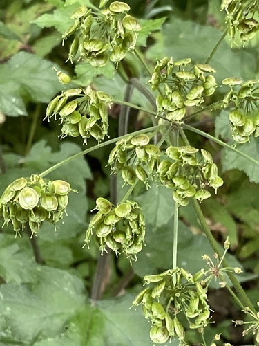 Heracleum sphondylium (Hogweed) — photo