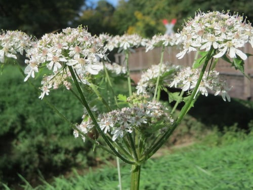 Heracleum sphondylium subsp. montanum — photo
